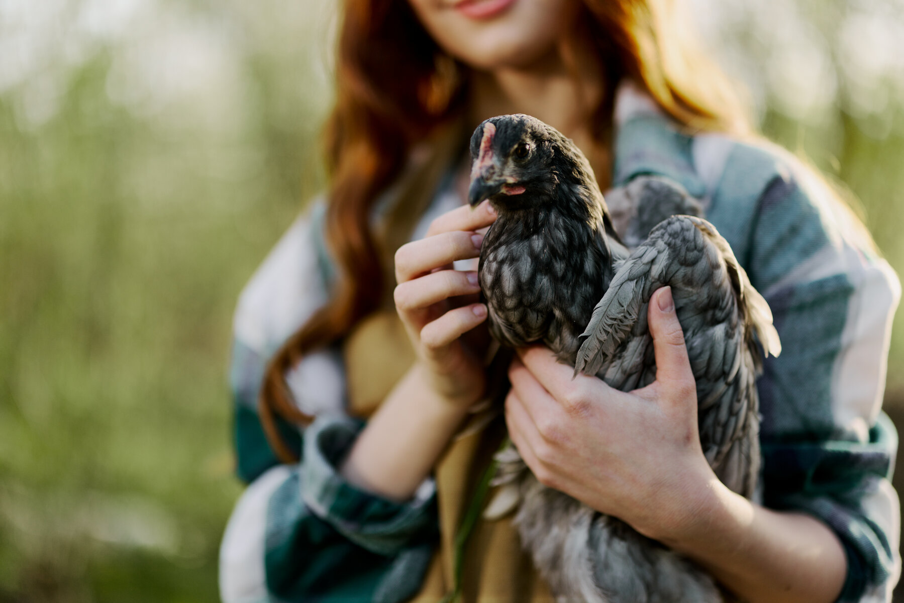 How to Tell If Your Chickens Have Mites or Lice Grit